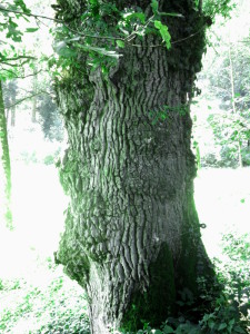 effets de réseaux tellurique sur un tronc d'arbre