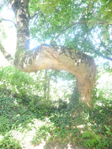 réseaux telluriques sur un tronc d'arbre
